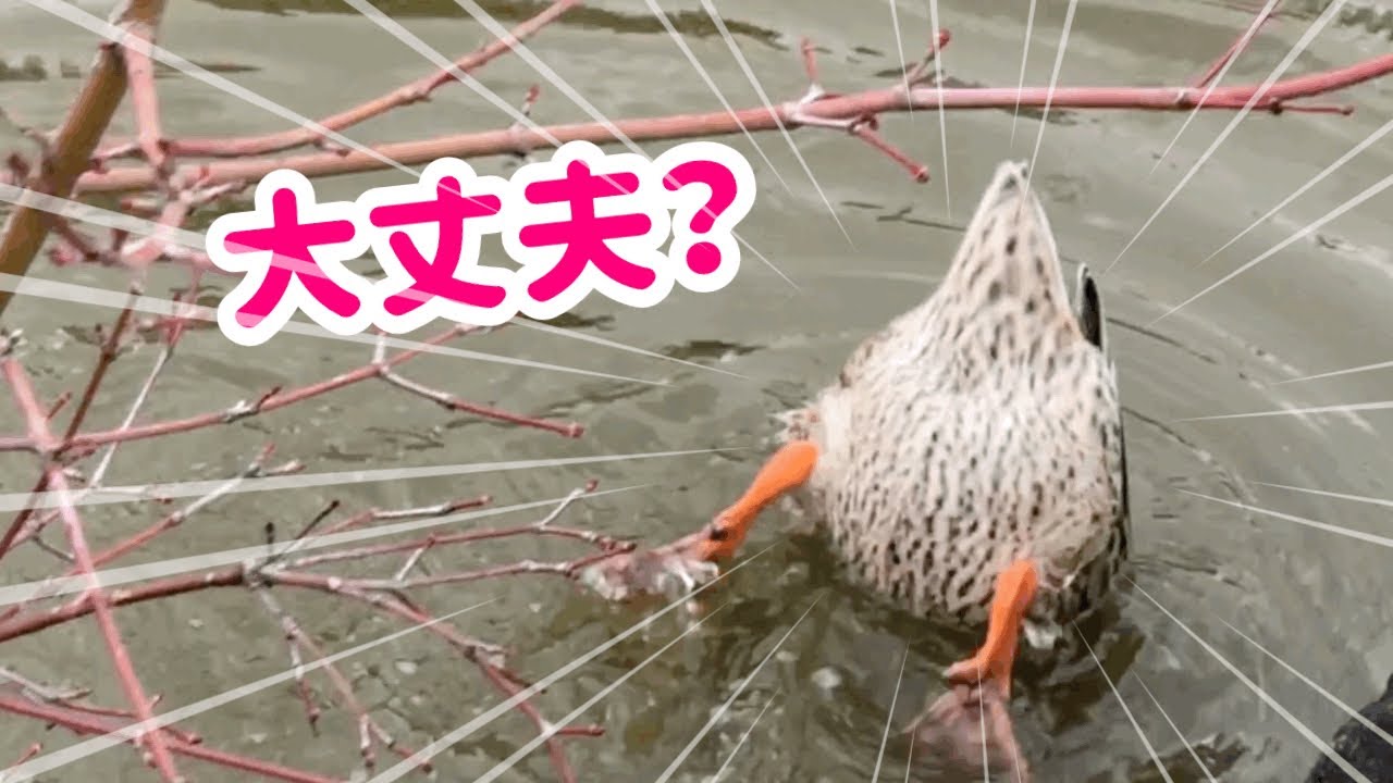 『これって何をやってるの？』