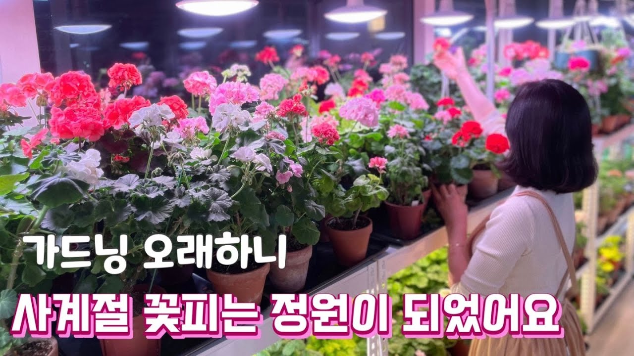 사계절 꽃피는 정원ㅣ베란다 정원ㅣ제라늄 키우기