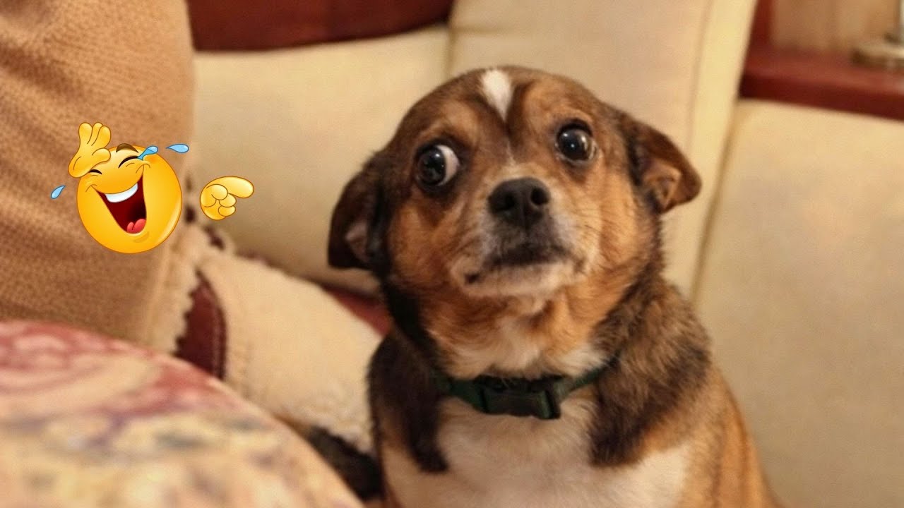 You Can’t Stop Laughing At These Dogs 🤣 FUNNIEST DOGS Video 2026