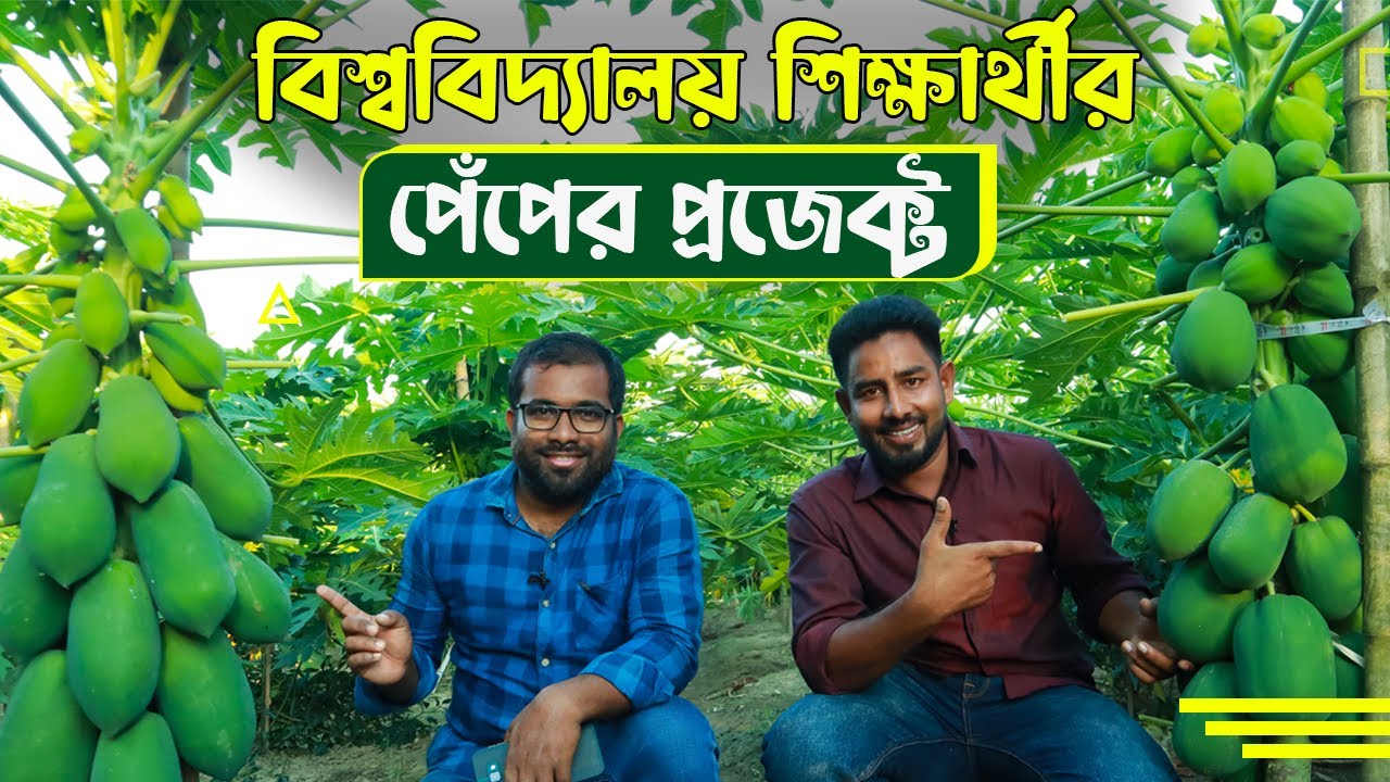 বিশ্ববিদ্যালয় শিক্ষার্থী তানভীর সাহেবের আড়াই বিঘাতে পেঁপের প্রজেক্ট | কিউট লেডি | Agro-1 seed