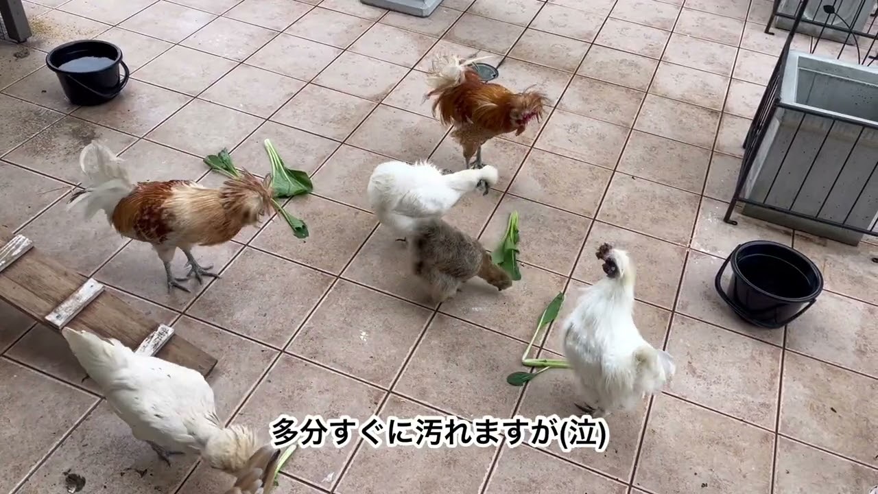 ニワトリのケージ掃除