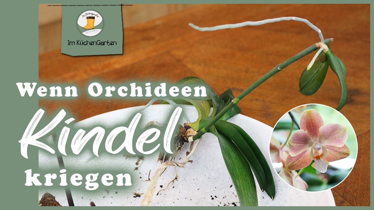 Stark vernachlässigte Orchidee und ihr Kindel retten