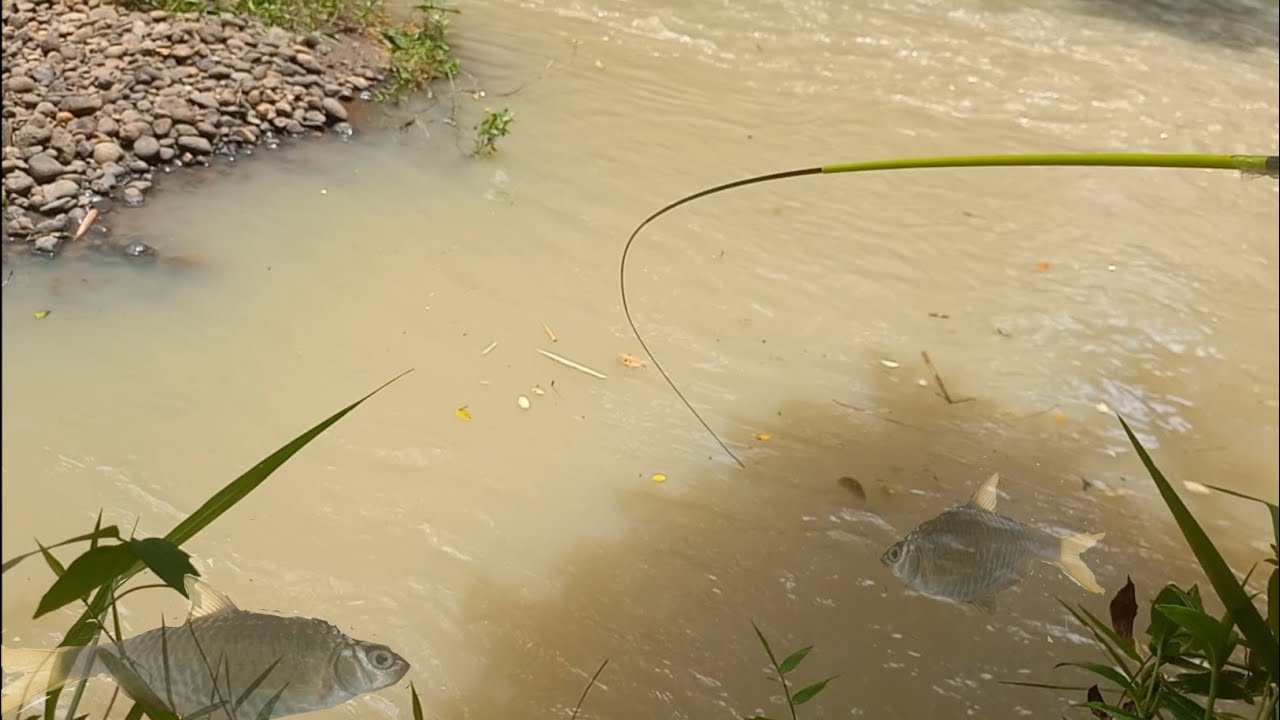 🔴AIR JERNIH ATAU KERUH TETAP JADI REBUTAN IKAN..|| UMPAN hanya Rp 1000
