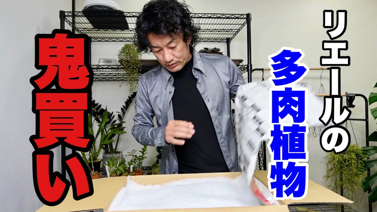 リエール頭おかしいんちゃう【園芸超人カーメン君】【多肉植物開封】