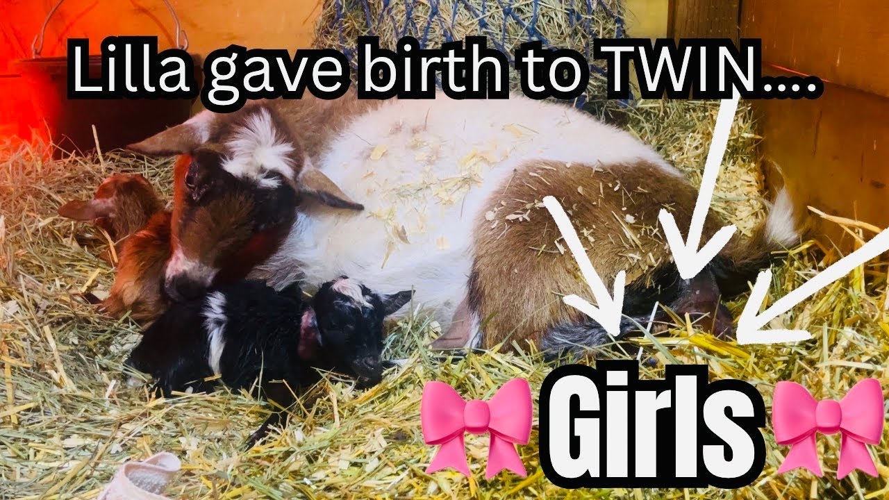 Lilla gave birth to twins!!! (Nigerian Dwarf Goat Birth)