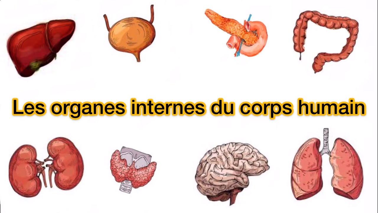 LE&Ccedil;ON 14: APPRENDRE LE NOM DES ORGANES INTERNES DU CORPS HUMAIN