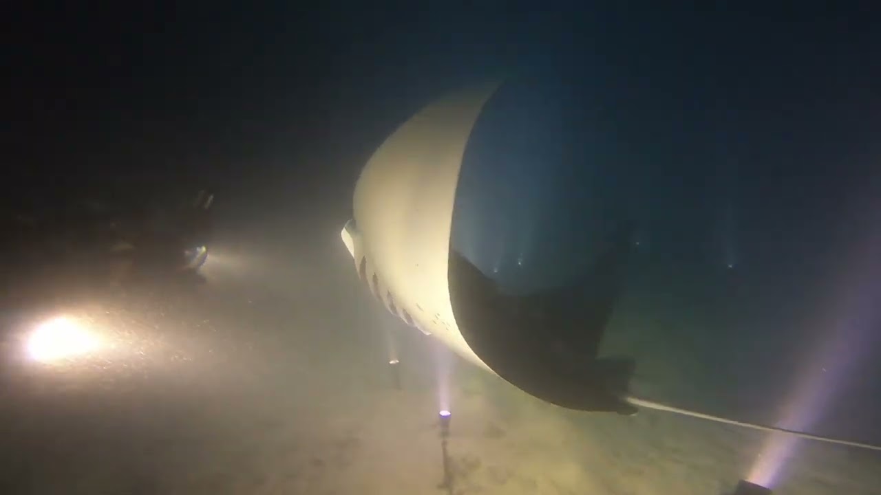 Maldives Night Diving with Manta Rays 2024