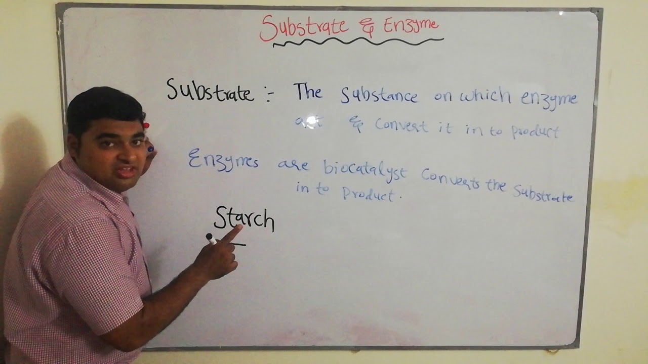 What is substrate and enzyme