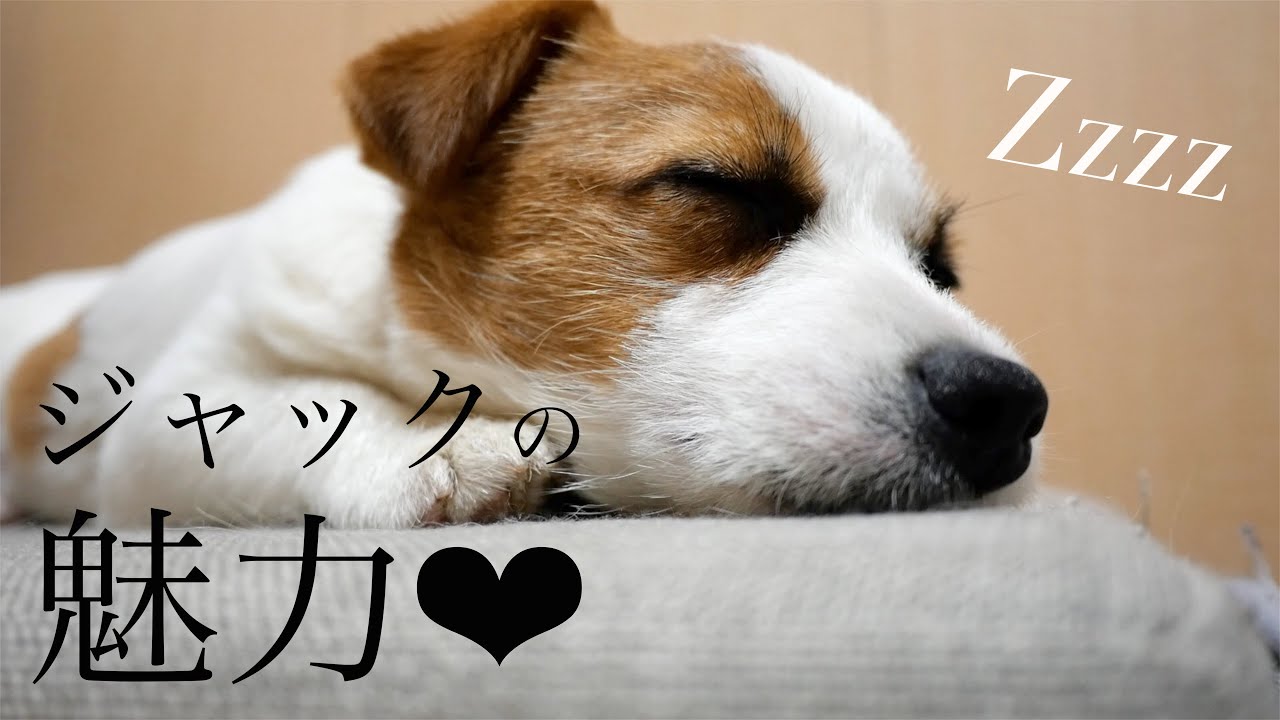 お迎えして半年、実感したジャックラッセルテリアの魅力について❤︎/puppy/