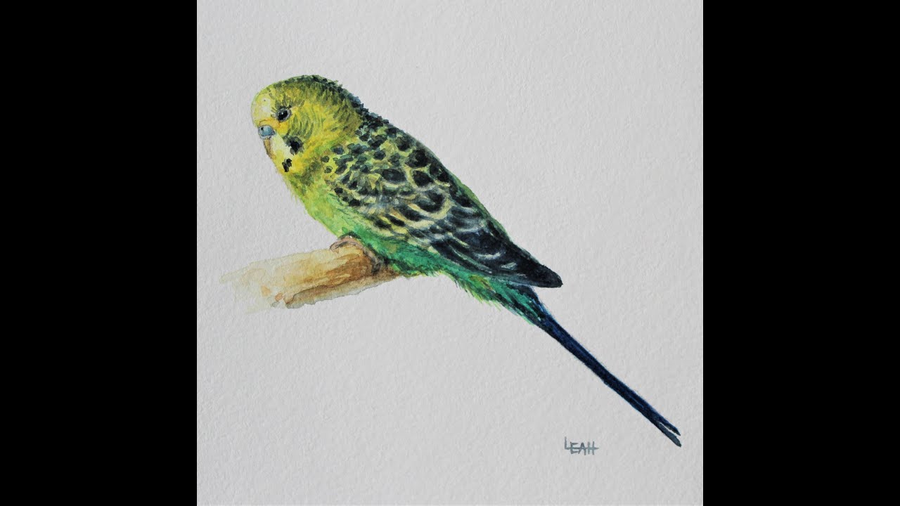 How to Paint a Parakeet Bird in Watercolor - FULL length video at high speed