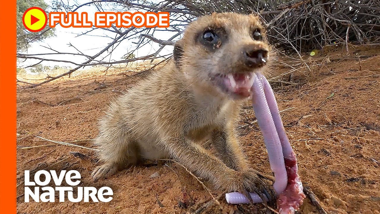 Don't Mess with the Meerkats | Wildlife Icons Ep104