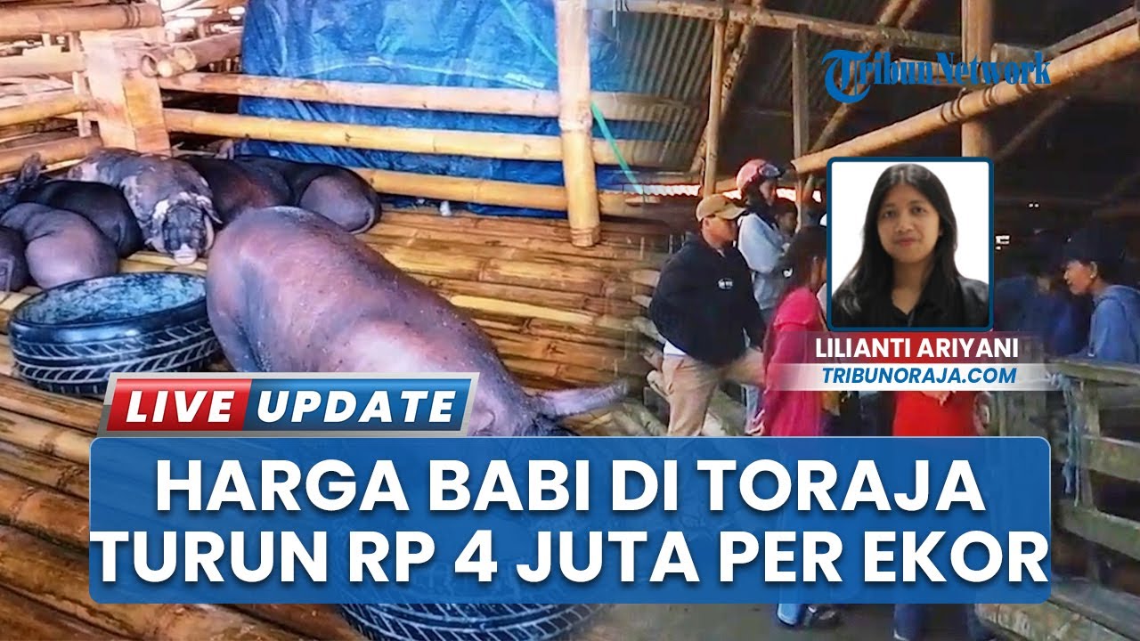 Harga Babi Ternak Toraja Turun, Mulai Rp 4 Juta Per Ekor meski Banyak Impor dari Sulteng