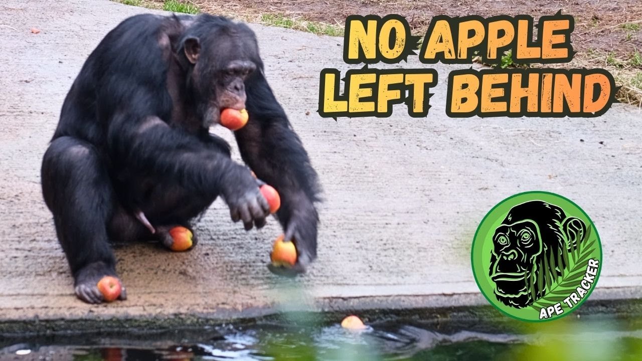 Big Alpha Male Chimpanzee Looses His Apples! #chimpanzee #chesterzoo