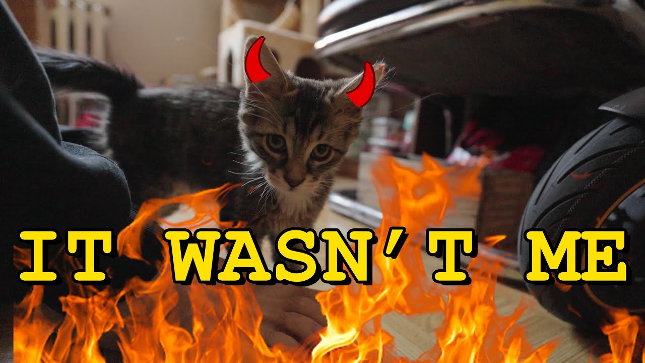 Maine Coon Kittens Are Demons!