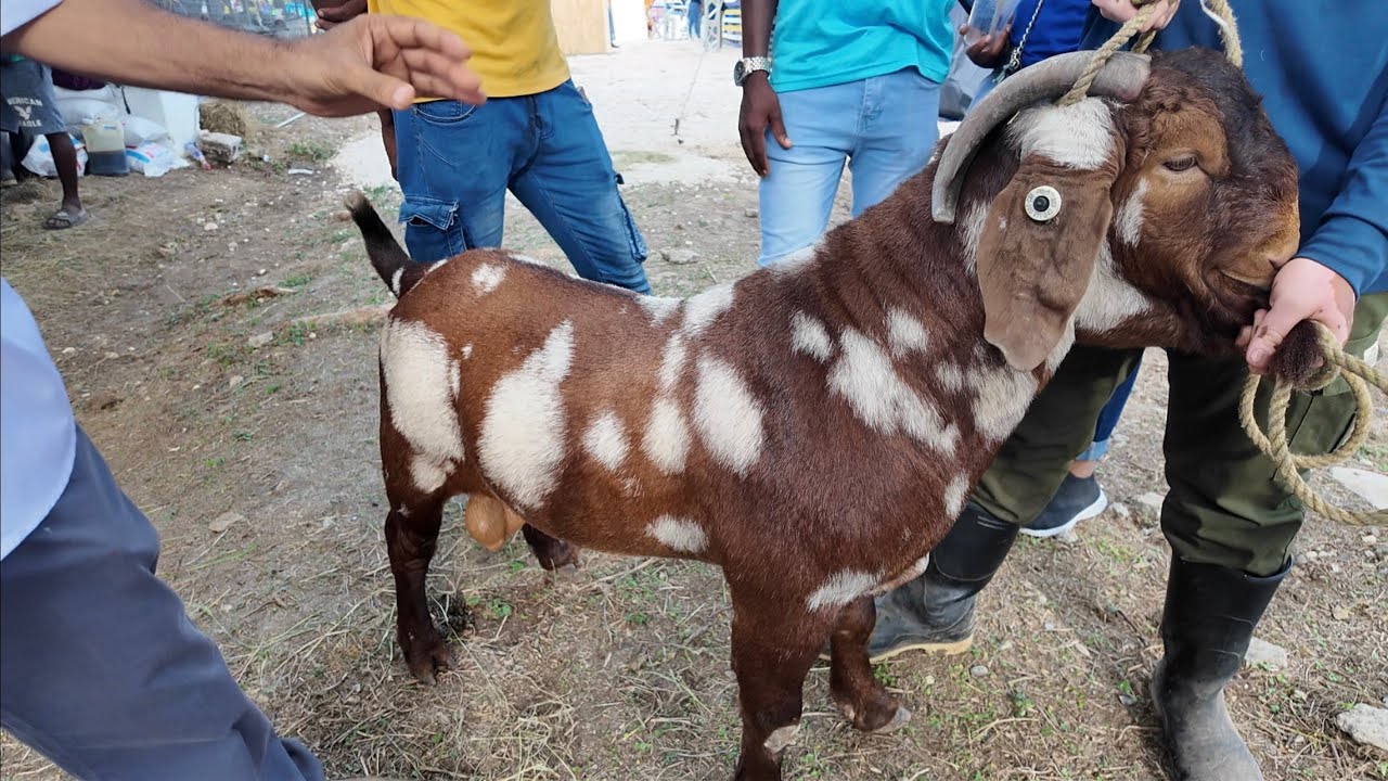 YOUR BUCK IS VERY VERY IMPORTANT at DENBIGH SHOW GROUND