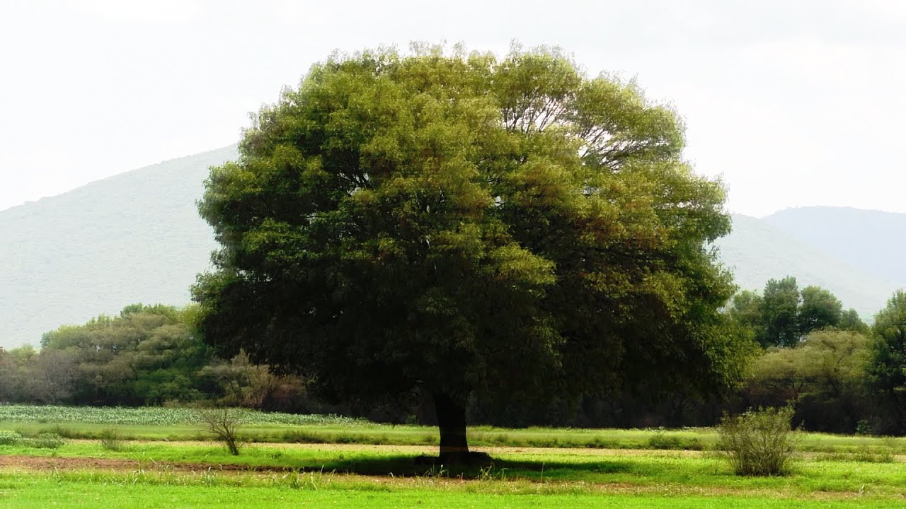 aceptaci&oacute;n.