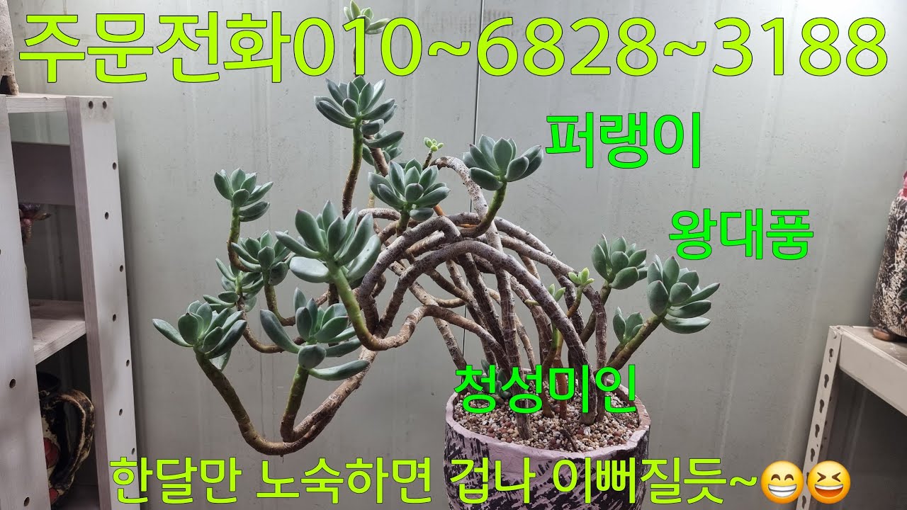 (26.2.11.수)농장에서 방치된 💞청성미인💞구해준듯한 느낌이예요~😁😆