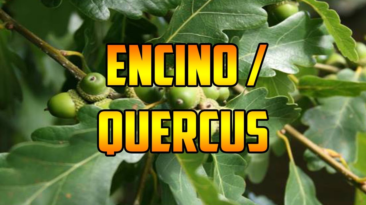 PARA QUE SIRVE🌿 ENCINO🌿BENEFICIOS🌿 QUERCUS🌿ANTIOXIDANTE 🌿ANTIINFLAMATORIO🌿PROPIEDADES Y USOS MEDICIN
