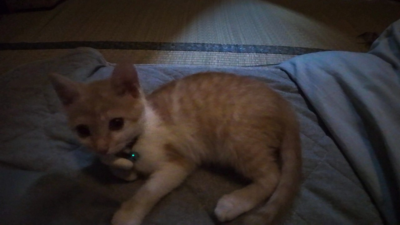 【猫旅館】朝目覚めたら枕元に猫がいた。ゴロゴロ言ってる