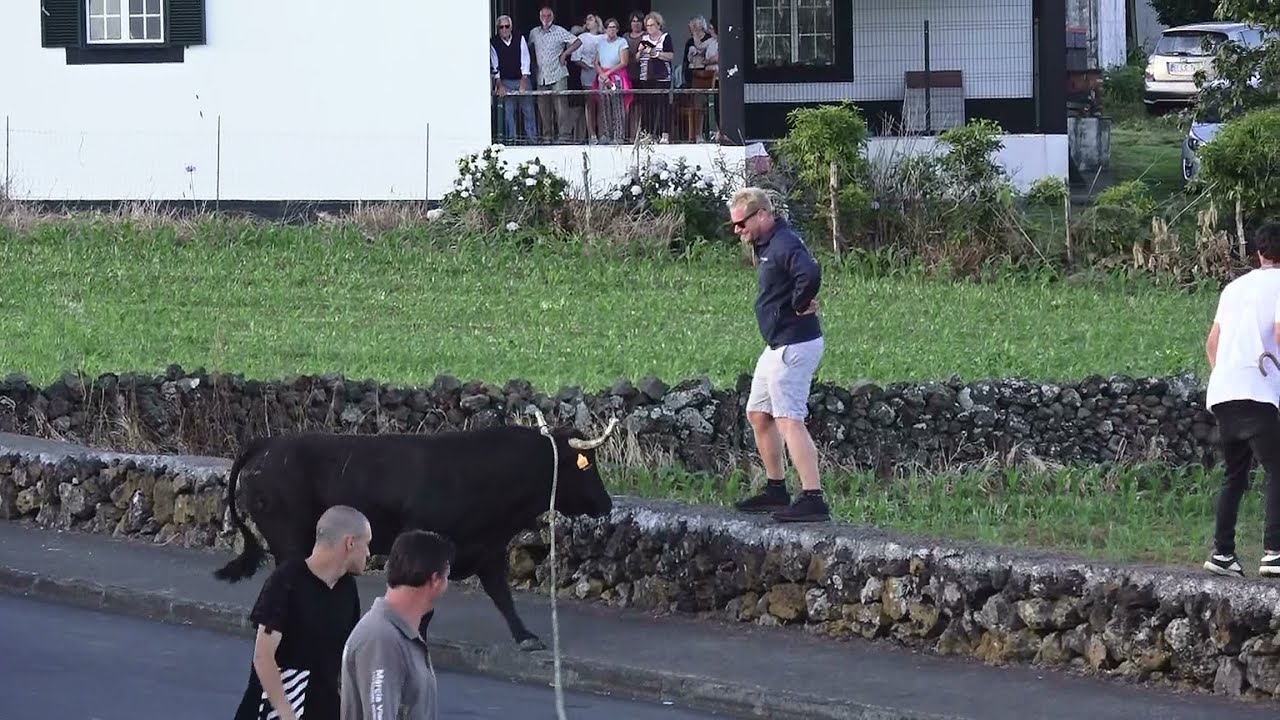 Terra Chã - Touro Quase Rebenta Corda - Ganadaria MR - 15un2024 - Ilha Terceira - Açores