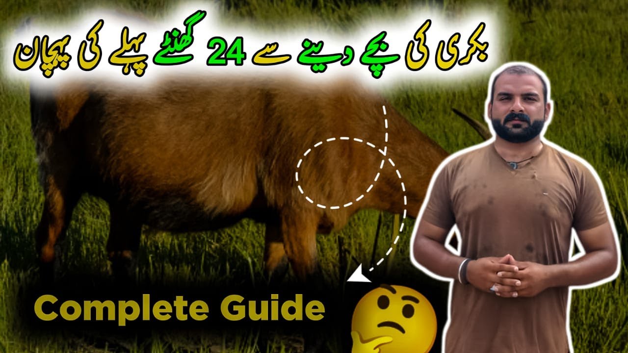 Bakri Ki Bacha Dene Se 24 Ghante Pehle Ki Pehchan | Goat Delivery Signs | Goat Care Official