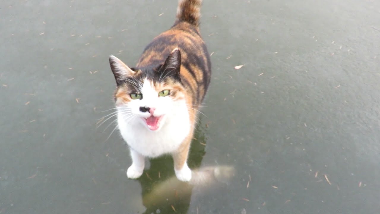 얼음 속 잉어를 노리는 고양이