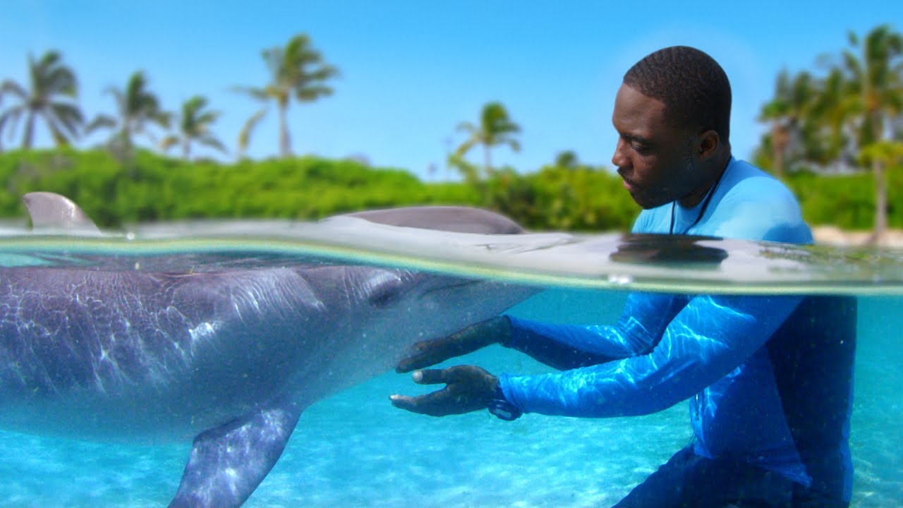The True Story of the Rescued Hurricane Katrina Dolphins