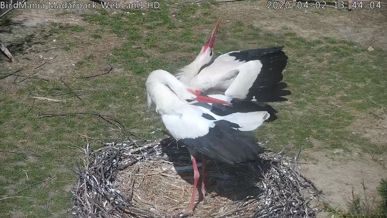 BirdMania - WebCam-1