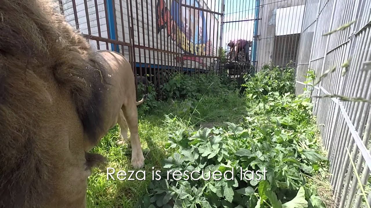 El rescate de Reza