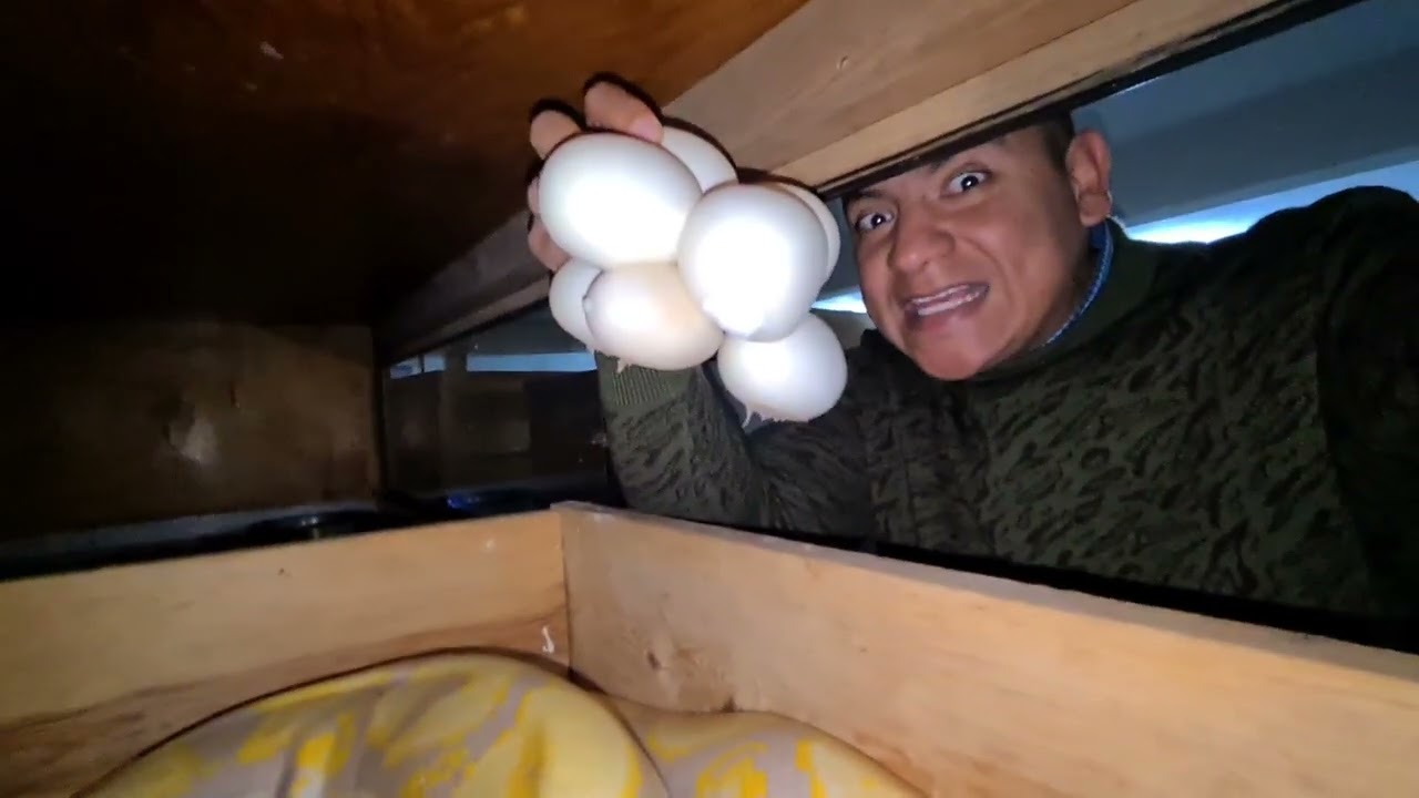 MÁS  SORPRESAS -- HUEVOS DE SERPIENTE --  Que es un slug?