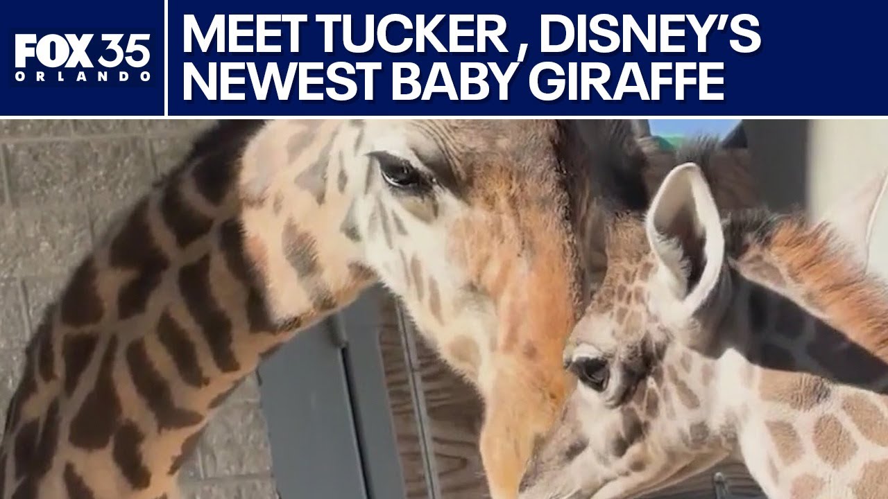Giraffe calf makes debut at Disney’s Animal Kingdom