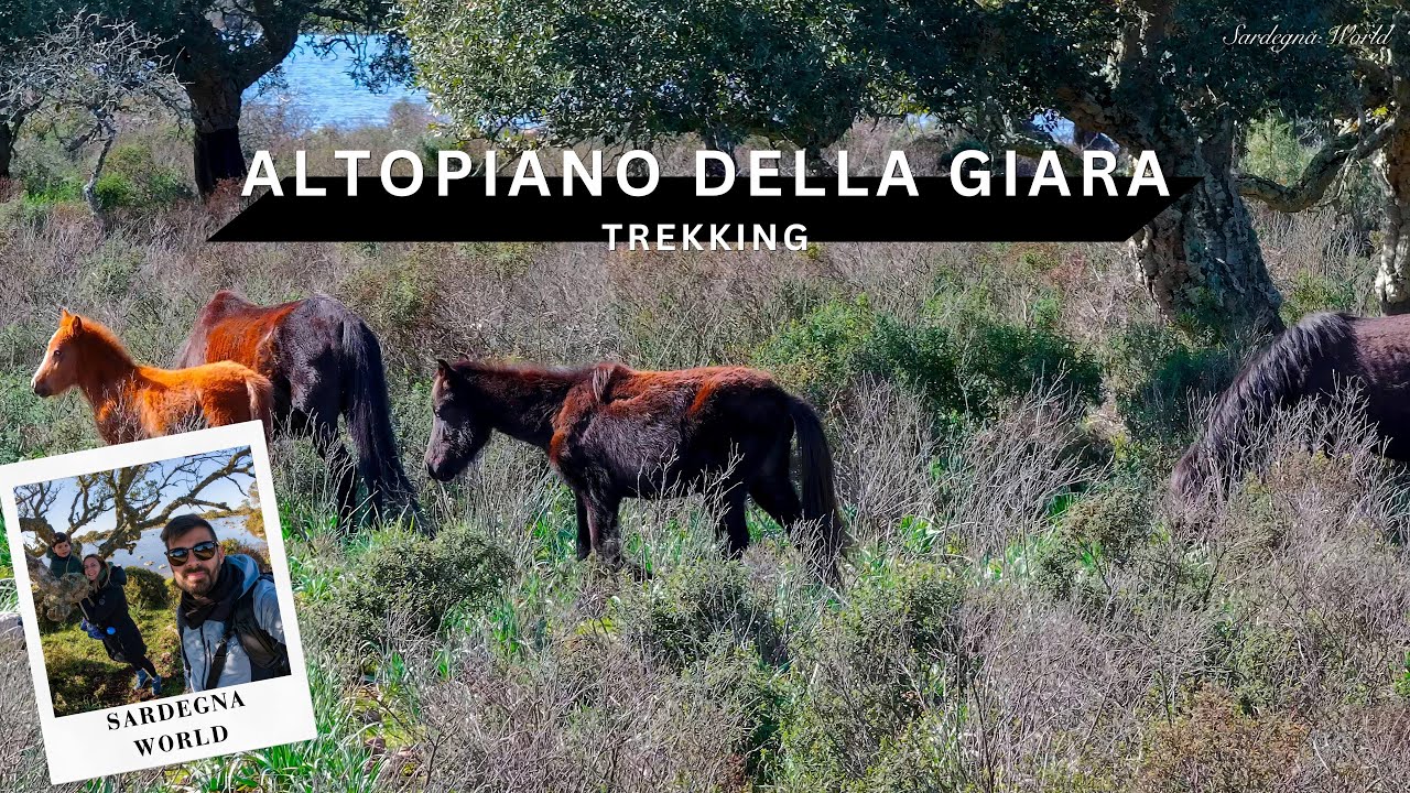L’ULTIMO GRUPPO DI CAVALLI SELVATICI D’Europa - Cavallini della Giara [ 4K Trekking ] Sardegna World