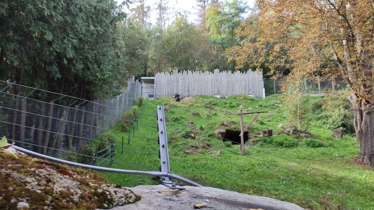 B&auml;ren Anlage Zoo Tierpark Herberstein Steiermark &Ouml;sterreich