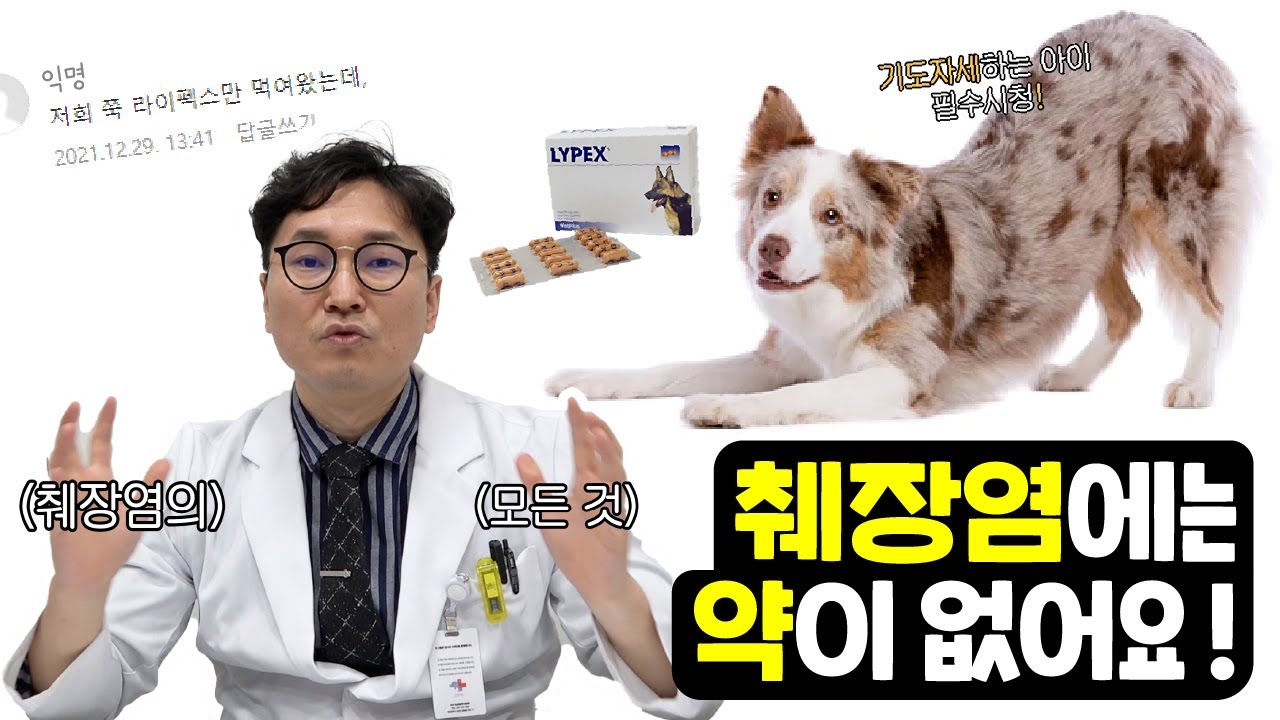 [반려동물 췌장염의 모든 것] 췌장염 약을 먹이고 있다고요?.. 약 없는데?! 😨