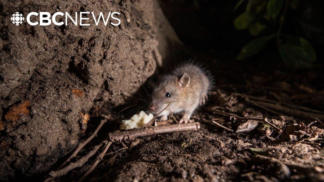 Toronto named 'rattiest' city in Canada for fourth straight year