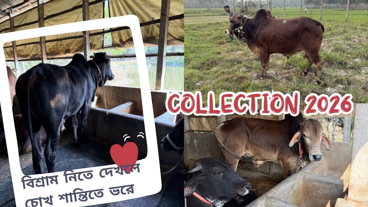 মাশাআলাহ🤗 গরুগুলোকে বিশ্রাম নিতে দেখলে চোখ শান্তিতে ভরে যায়🥰