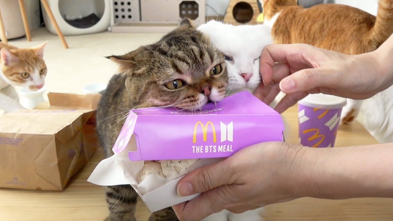 요즘 유행하는 BTS 고양이 너겟