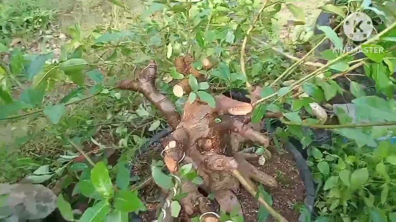 KATING PERCABANGAN DAN WAERING BAHAN LOA 