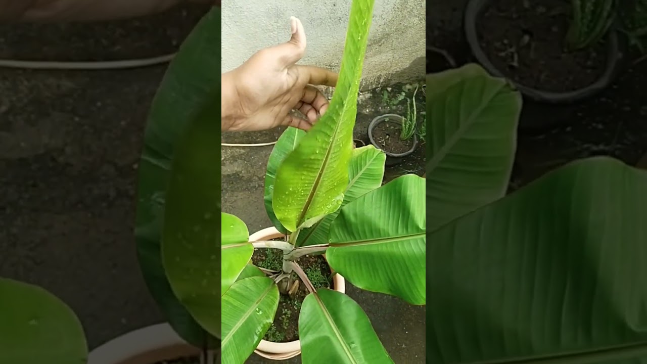 growing banana plant in container#shorts#gardening