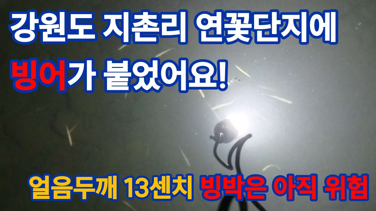 [빙어낚시] 빙어의 성지 춘천권 지촌리 (연꽃단지) 빙어가 나와요~ (빙어낚시)