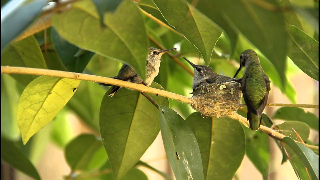 Hummingbird Baby leaves nest and flies for the first time !