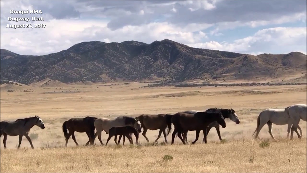 Wild Horses in Utah