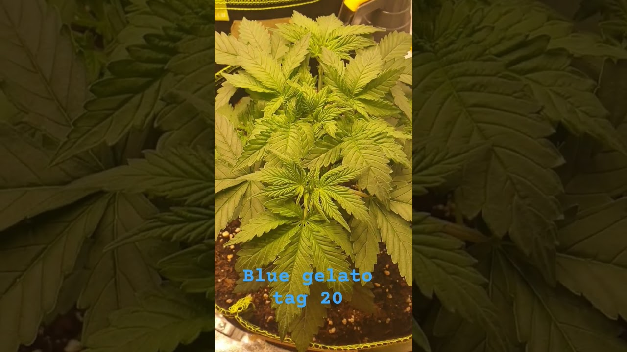 blue Gelato tag 20 #strain #plants #bluegelato