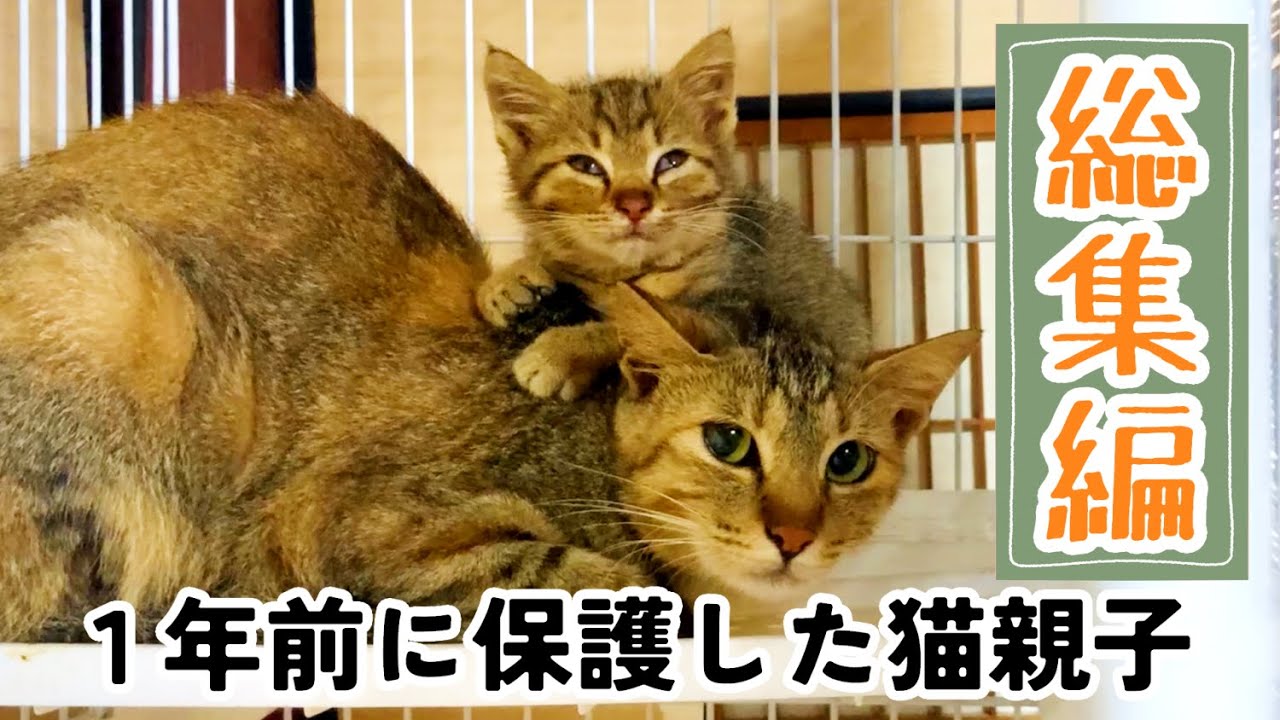 【痩せた母猫と１匹だけの子猫】保護して１年…豪雨の日に庭に現れた猫親子／今年の振り返りと現在の猫親子の様子【総集編】【保護猫】【野良猫】