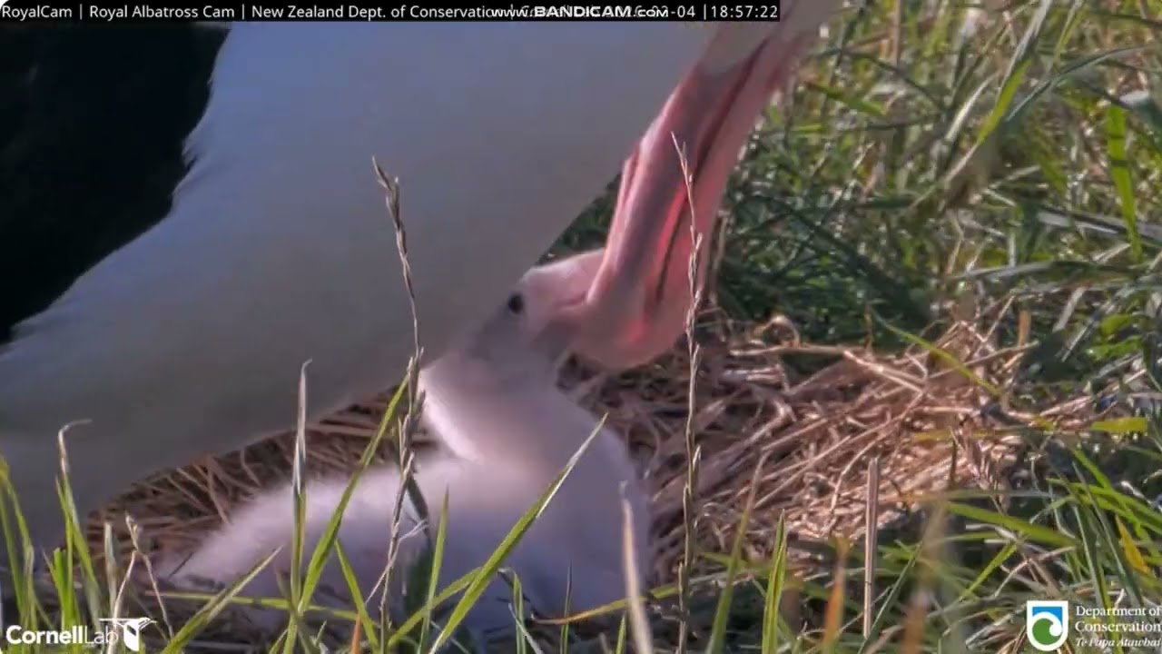 Royal Albatross  (NZ) - tata WYL karmi Plateau 2026 02 04