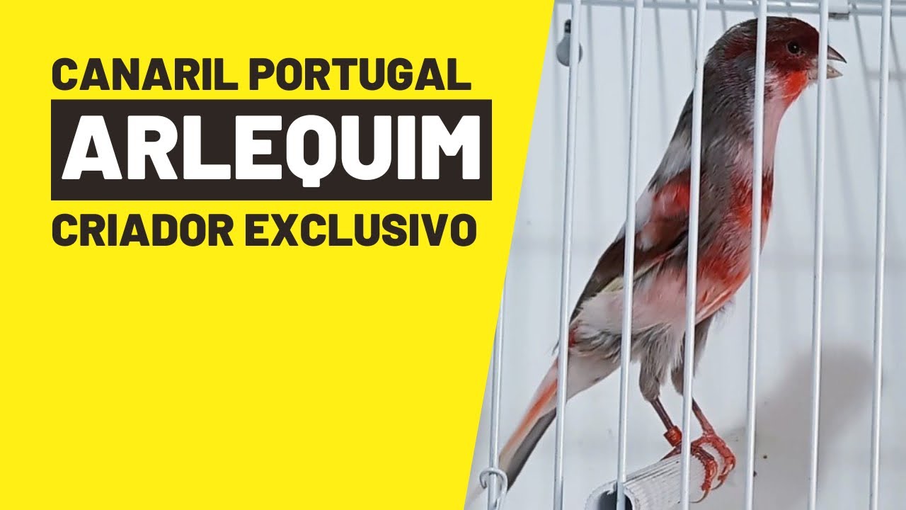 Canários ARLEQUIM PORTUGUÊS do canaril PORTUGAL. 🔝👍