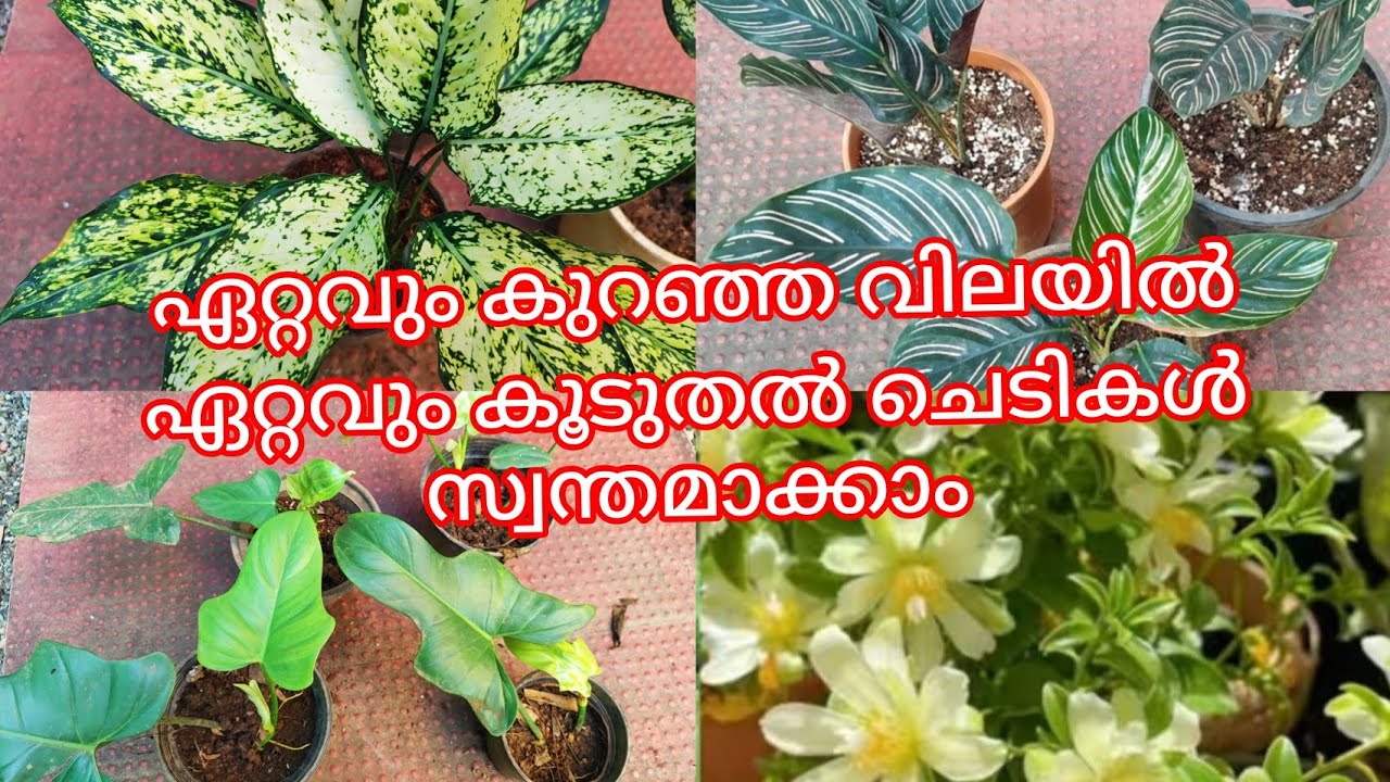 വില കുറഞ്ഞ ചെടികൾ ഇവിടെ കിട്ടും /low rate plants sale video ph9446493216