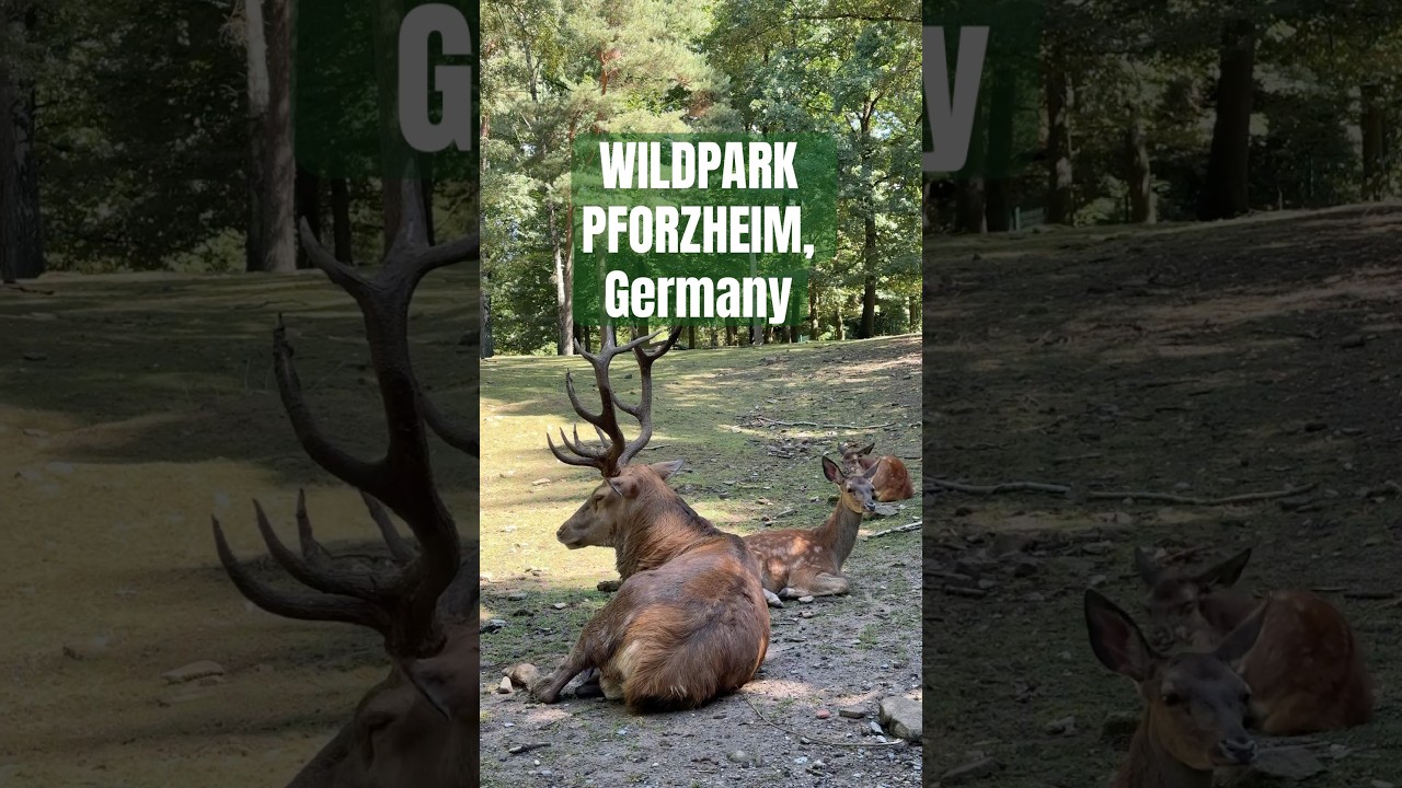 Feeding Red Deer at Wildpark Pforzheim, Germany