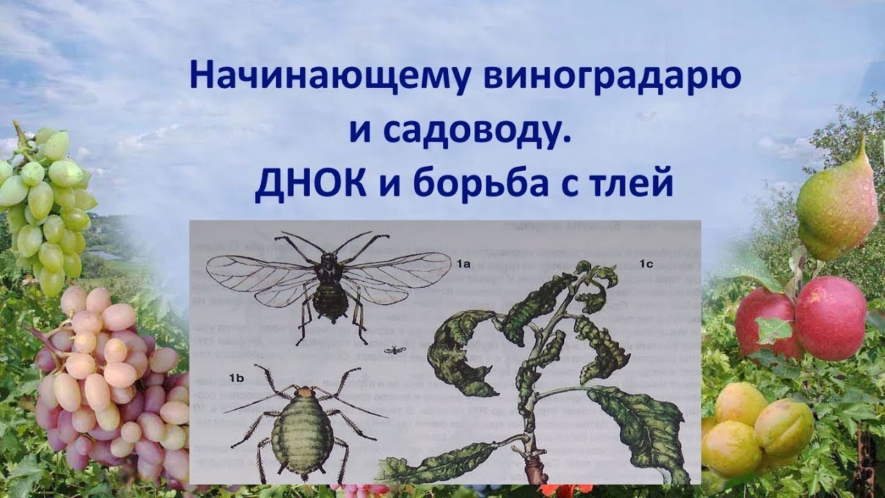 @Начинающему виноградарю и садоводу ДНОК и борьба с тлей