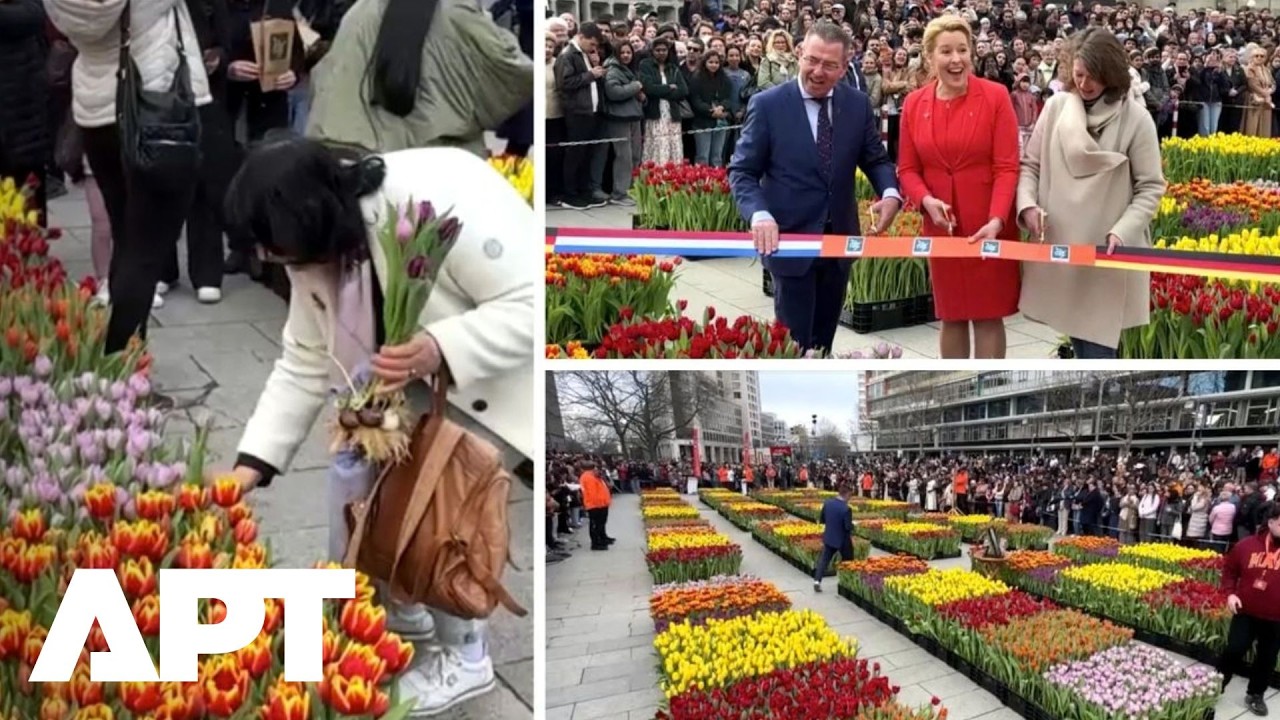 Площадь Берлина превратилась в море из 50 000 тюльпанов в честь красочного весеннего праздника | APT